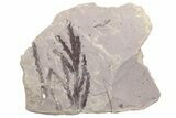 Unidentified Fossil Fronds - Ruby River Basin, Montana #216589-1